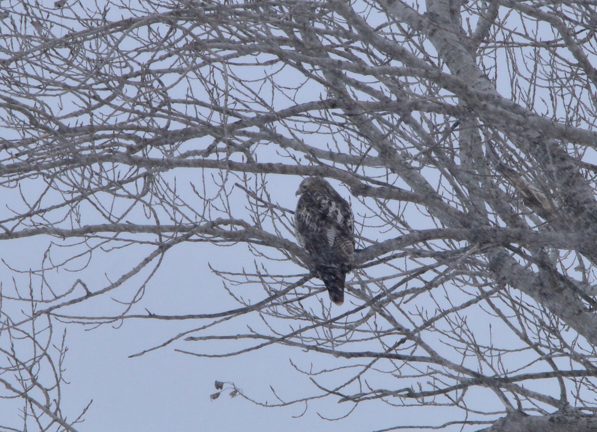 Red-shouldered Hawk - ML529060681