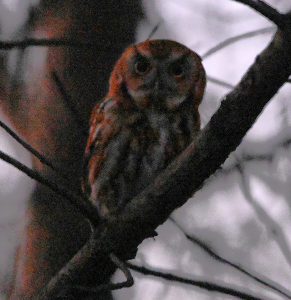 Eastern Screech-Owl - ML529061091