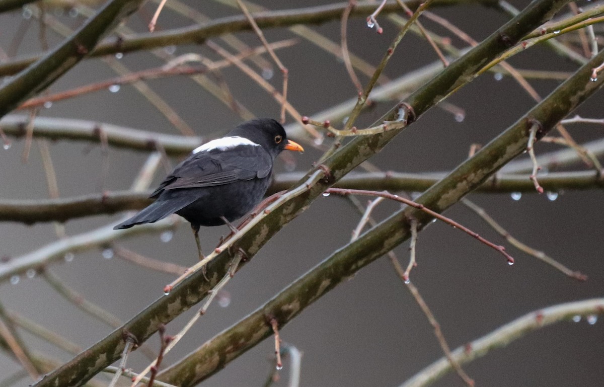 Eurasian Blackbird - ML529061571