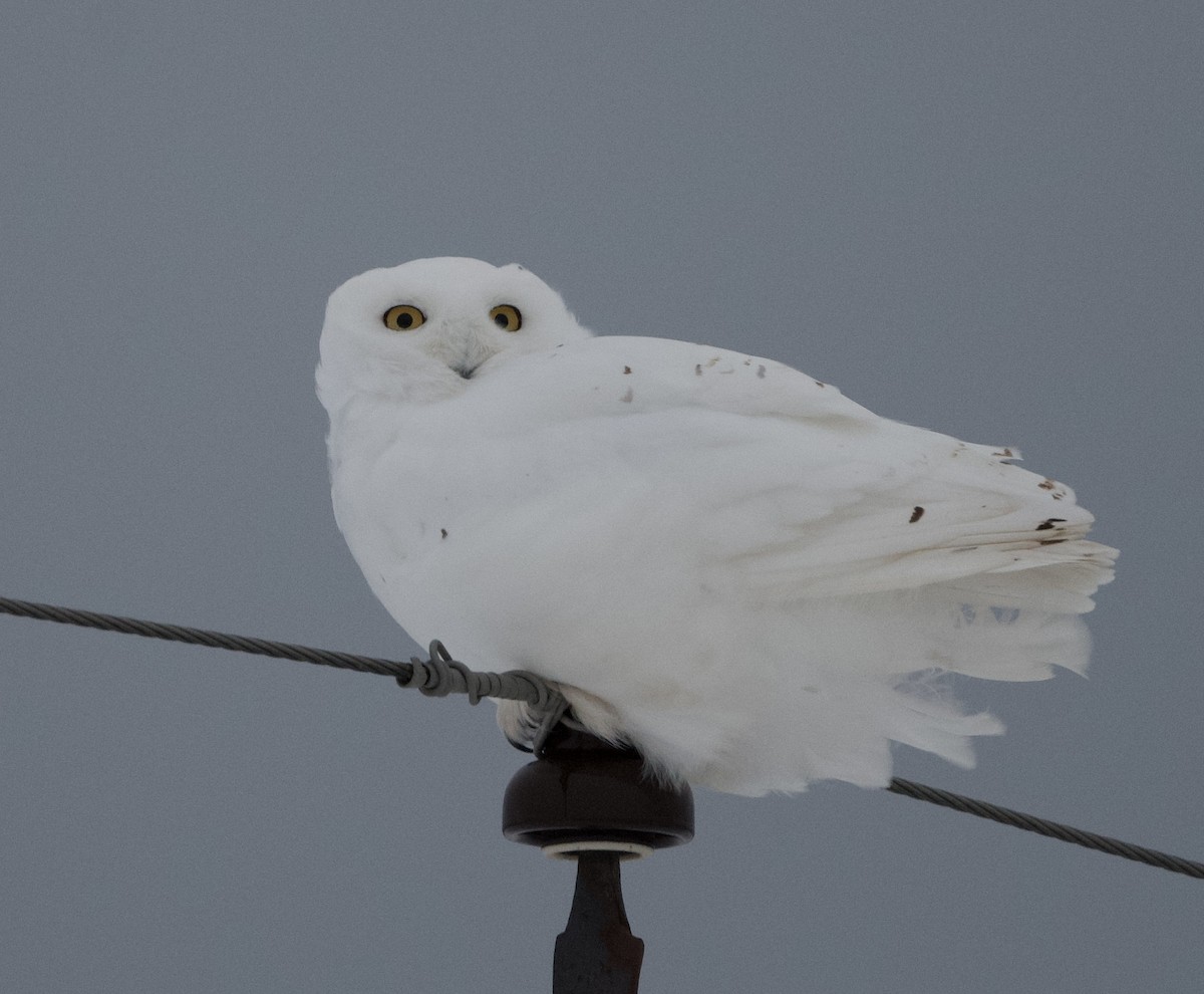 Snowy Owl - ML529063031