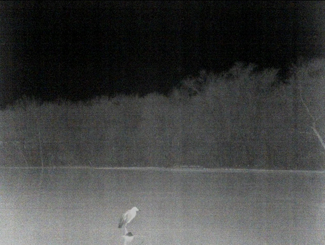 Black-crowned Night Heron - ML52906321