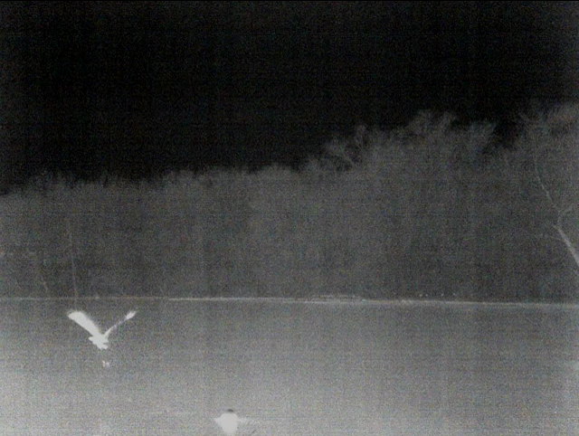 Black-crowned Night Heron - ML52906361