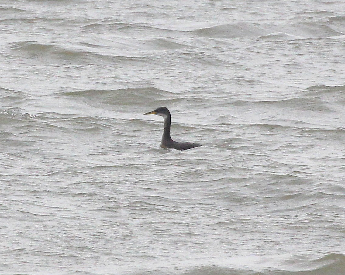Red-necked Grebe - ML529066181