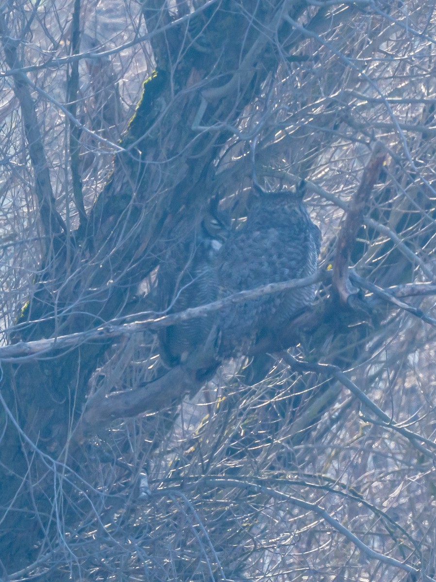 Great Horned Owl - ML529067611