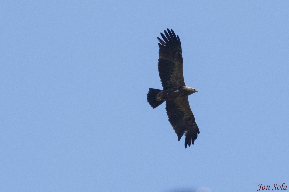 Lesser Spotted Eagle - Javi Sola