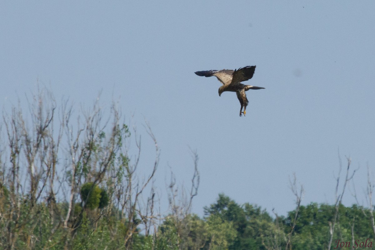 Lesser Spotted Eagle - Javi Sola