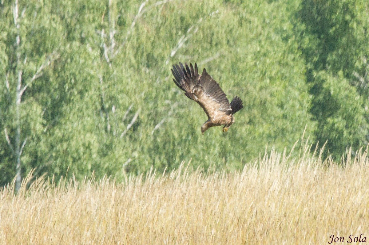 Lesser Spotted Eagle - Javi Sola