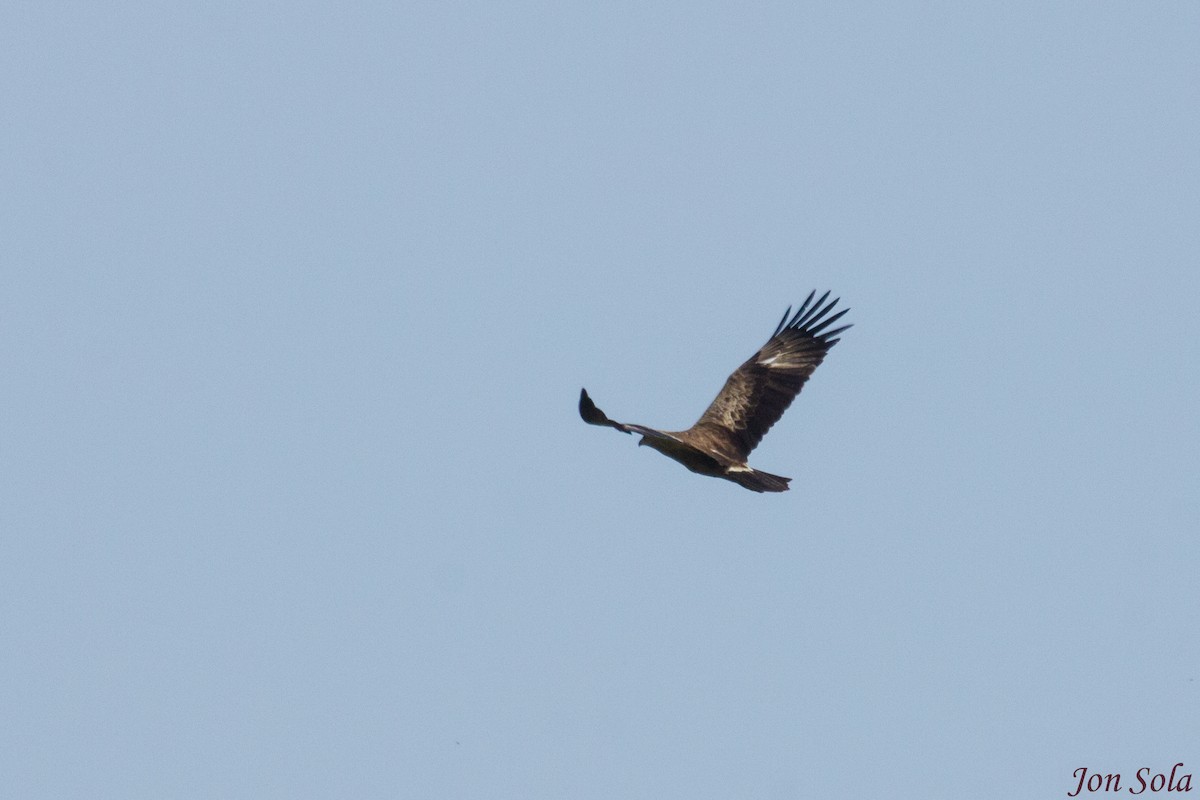 Lesser Spotted Eagle - Javi Sola