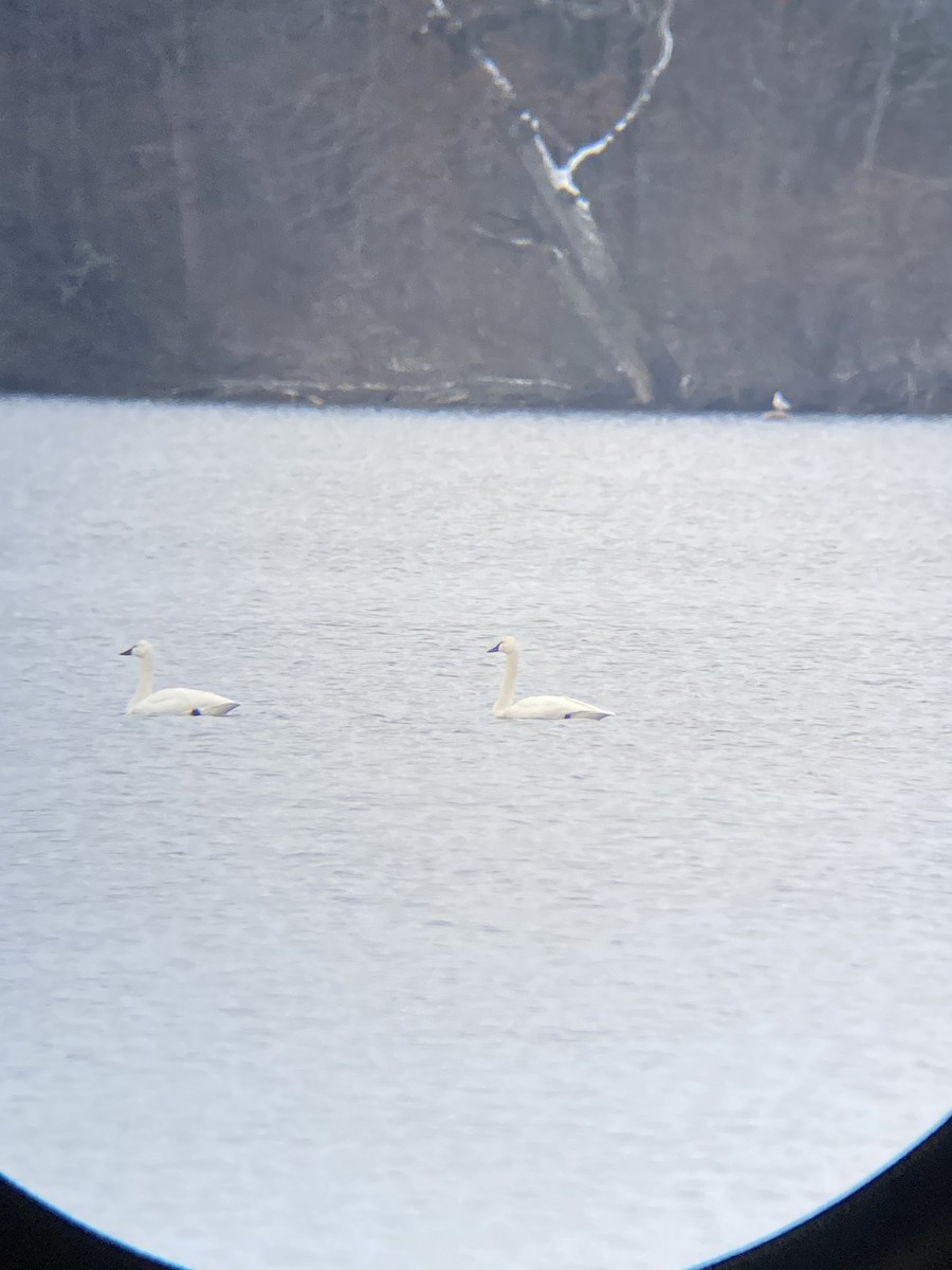 Tundra Swan - ML529068201