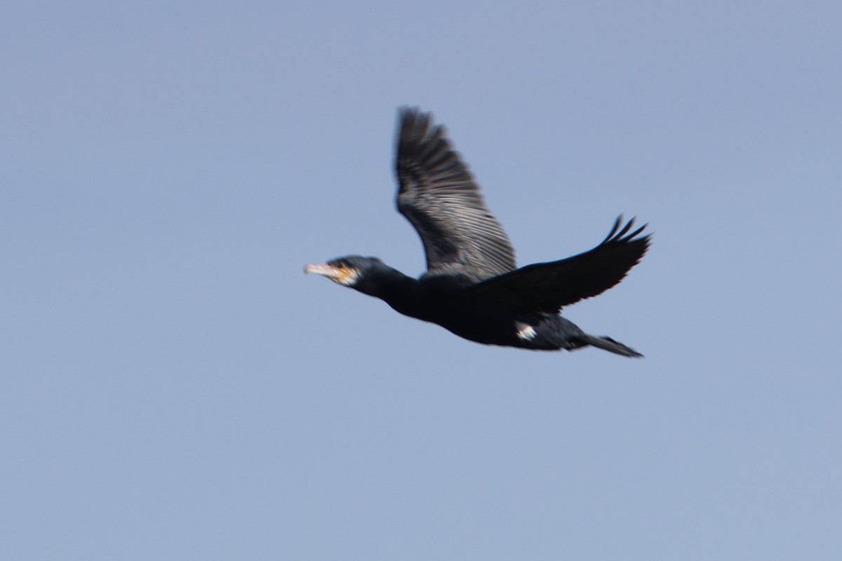 Great Cormorant - ML529069181