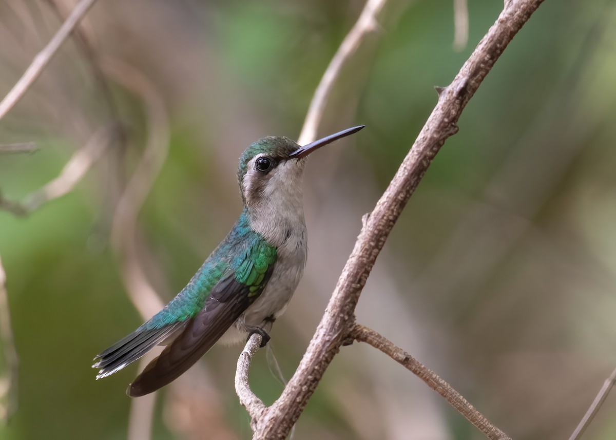 Red-billed Emerald - ML529069941