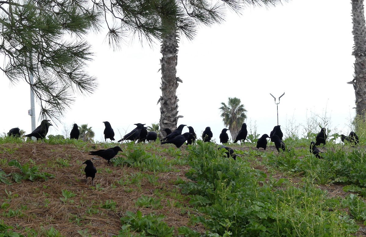 Ворона американська - ML529071061