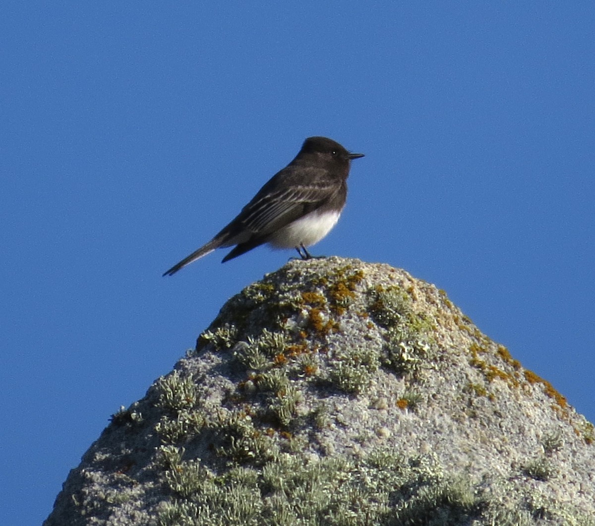 Black Phoebe - ML529074471