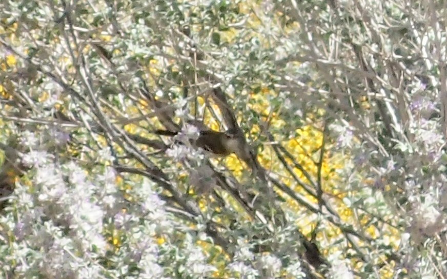 Cassin's Vireo (Cassin's) - ML52907481