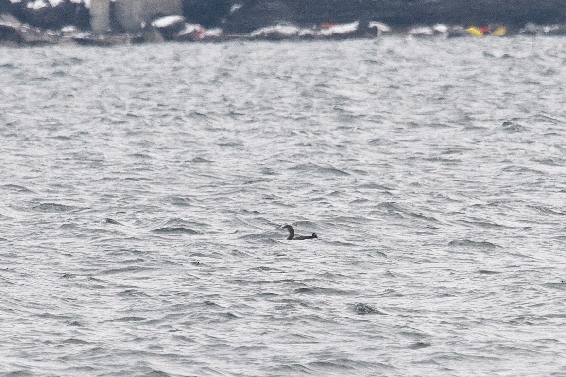 Pacific Loon - Gavin Edmondstone