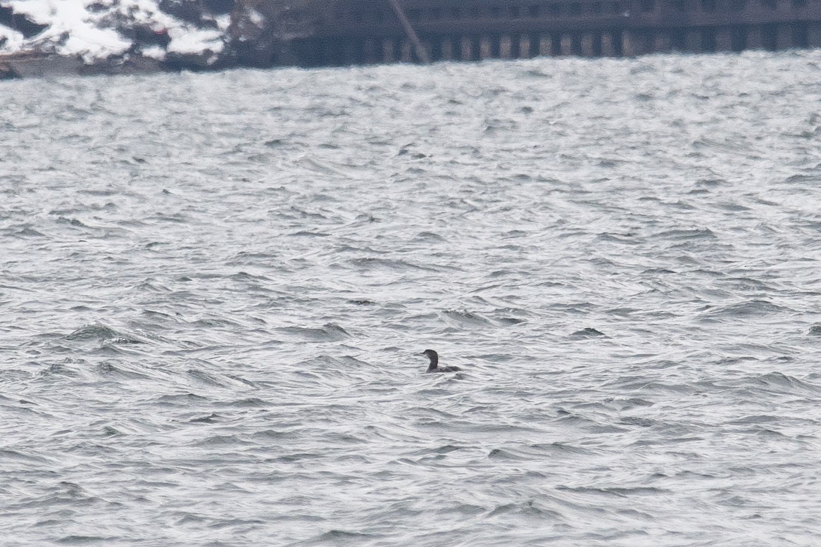 Pacific Loon - Gavin Edmondstone