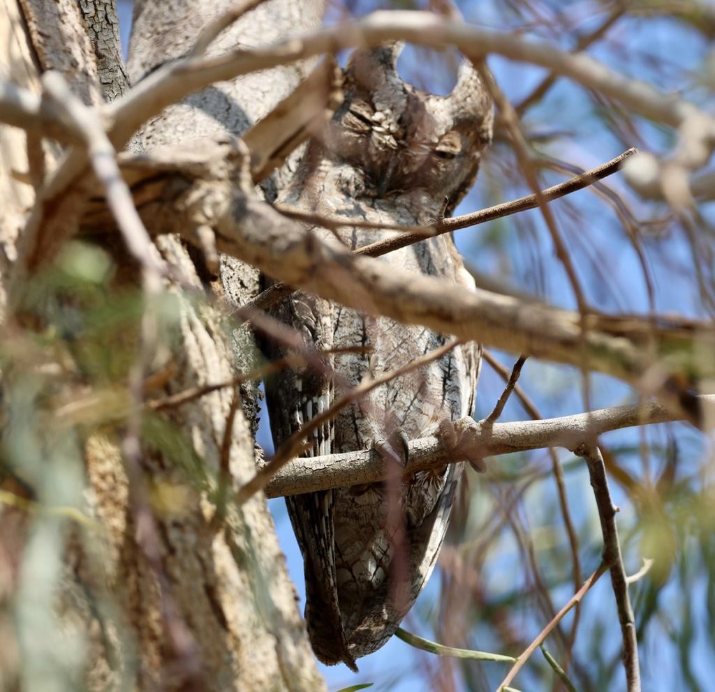Eurasian Scops-Owl - ML529075001
