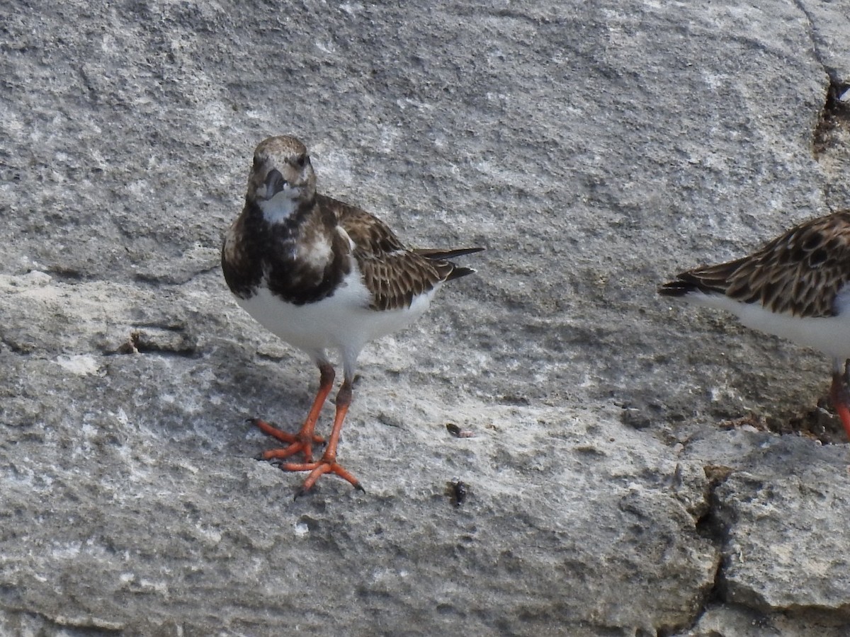 Ruddy Turnstone - Steve Brezinski