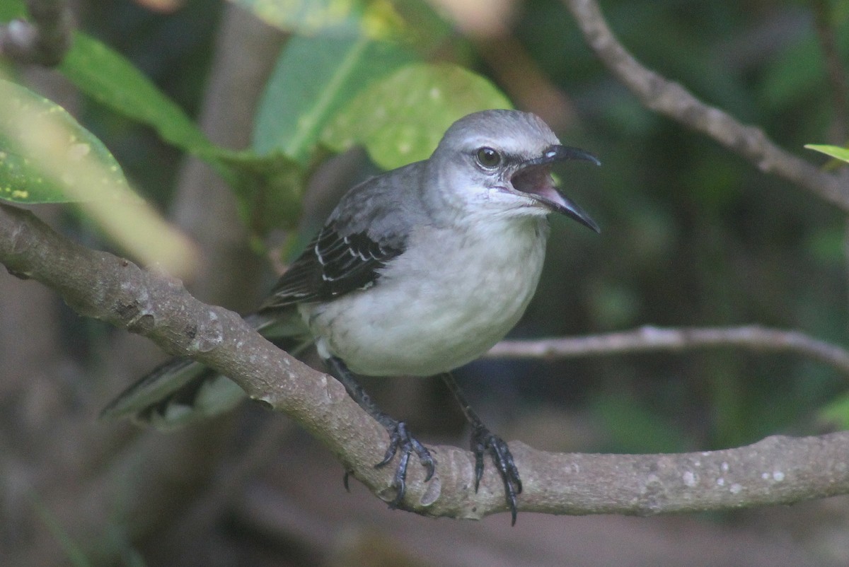Tropical Mockingbird (San Andres) - ML529075251