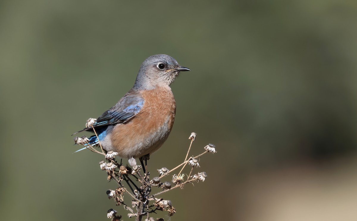 Western Bluebird - ML529075811