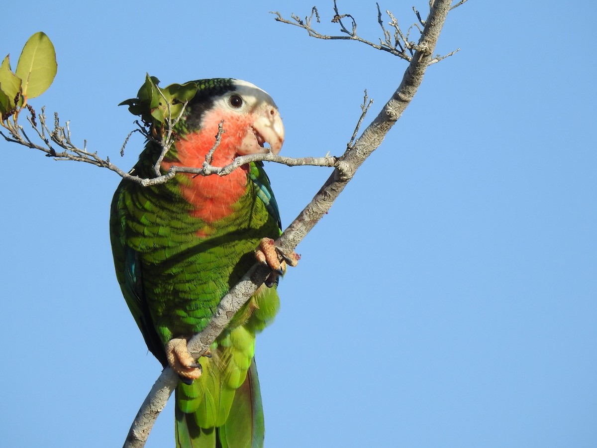 Cuban Parrot - ML529076601