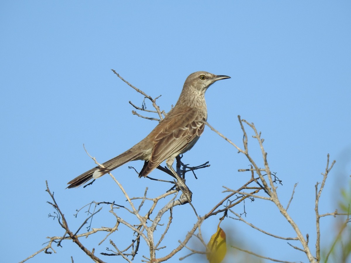 Bahama Mockingbird - ML529076741