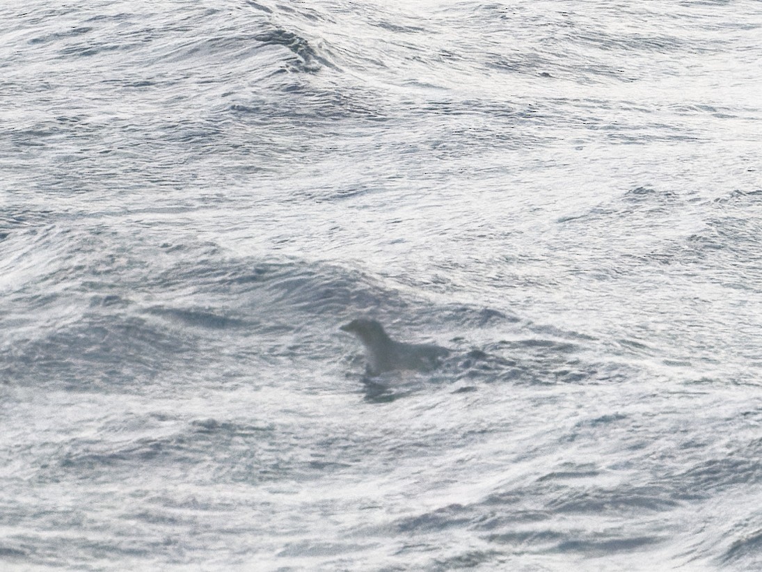 Common Diving-Petrel - ML529078521