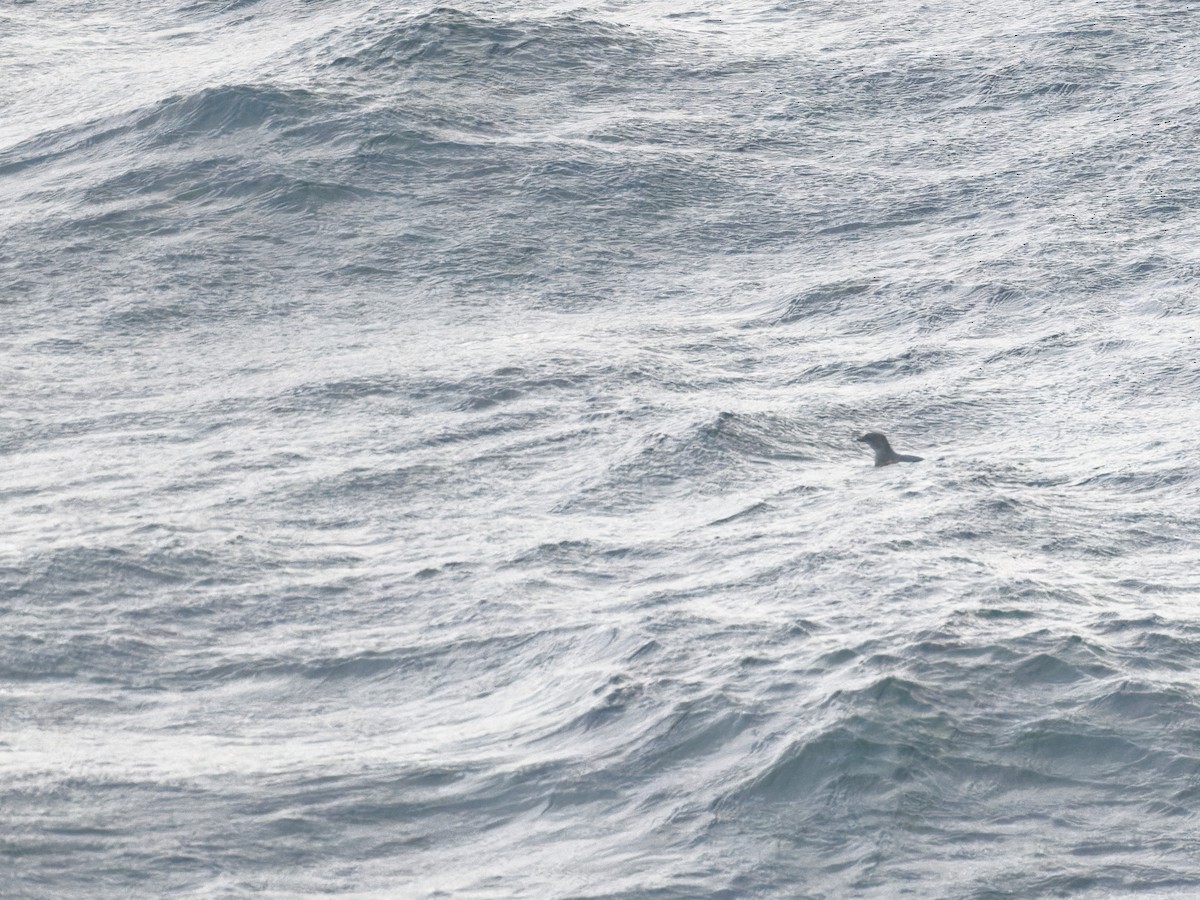 Common Diving-Petrel - ML529078541