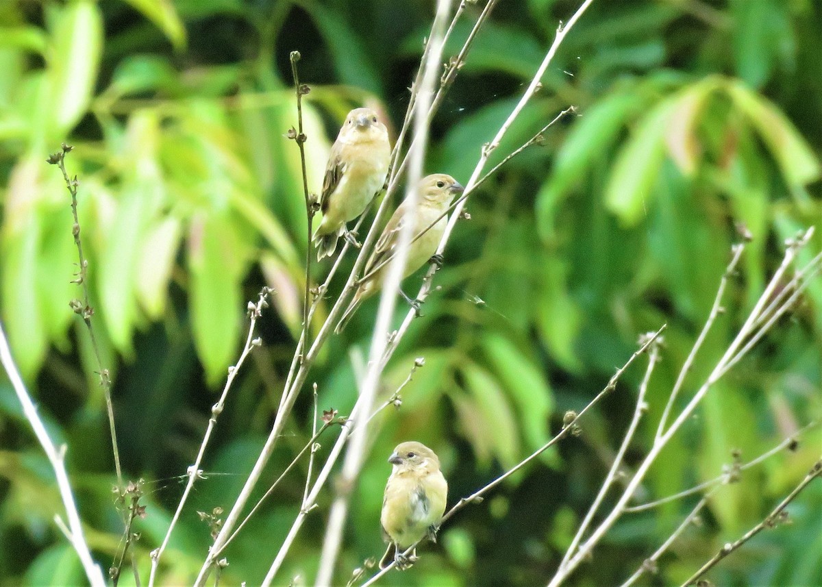 Copper Seedeater - ML529078901