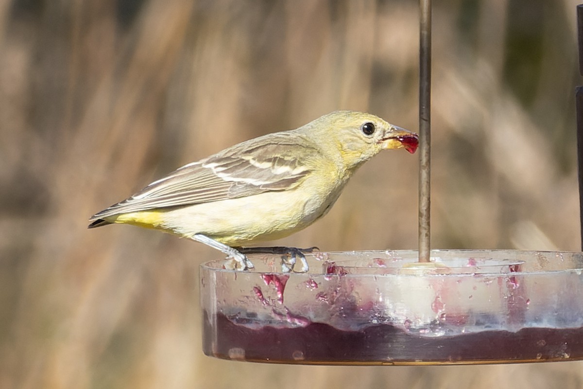 Western Tanager - ML529079961