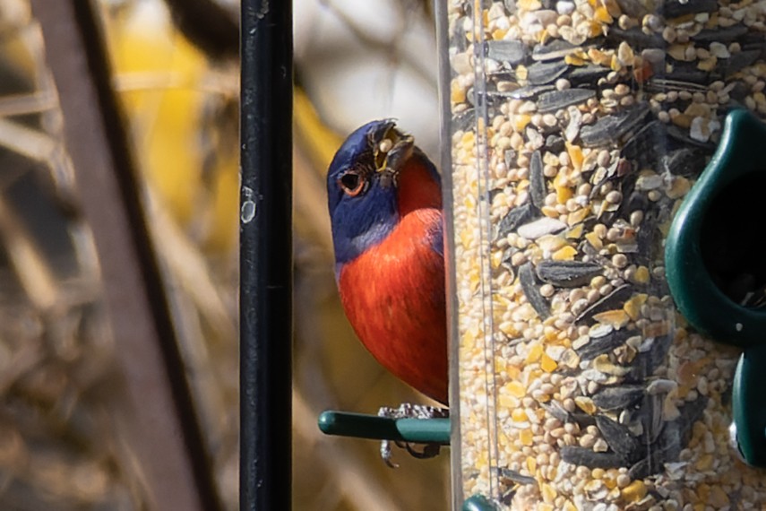 papežík zelenohřbetý - ML529080101