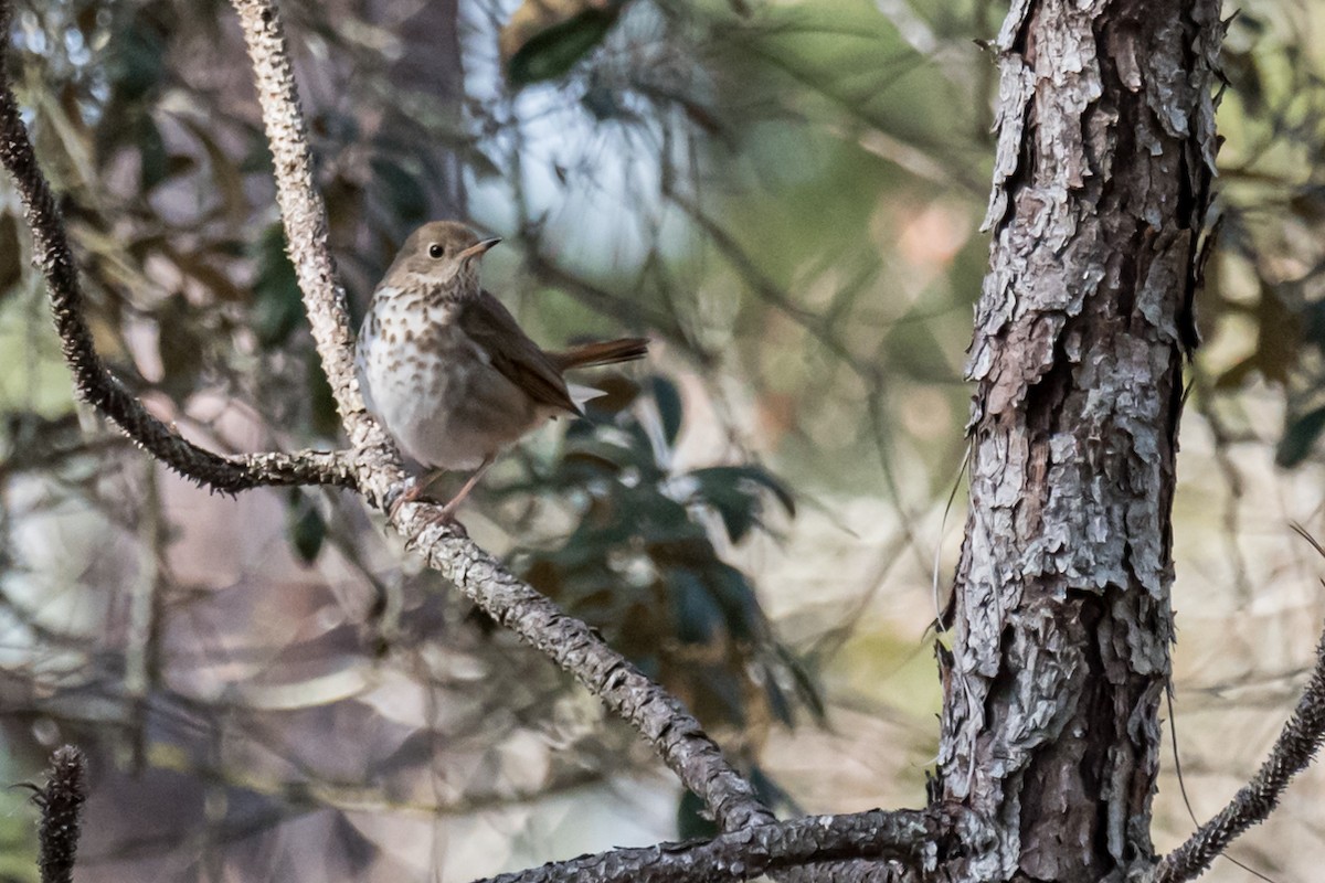 Hermit Thrush - ML529080671