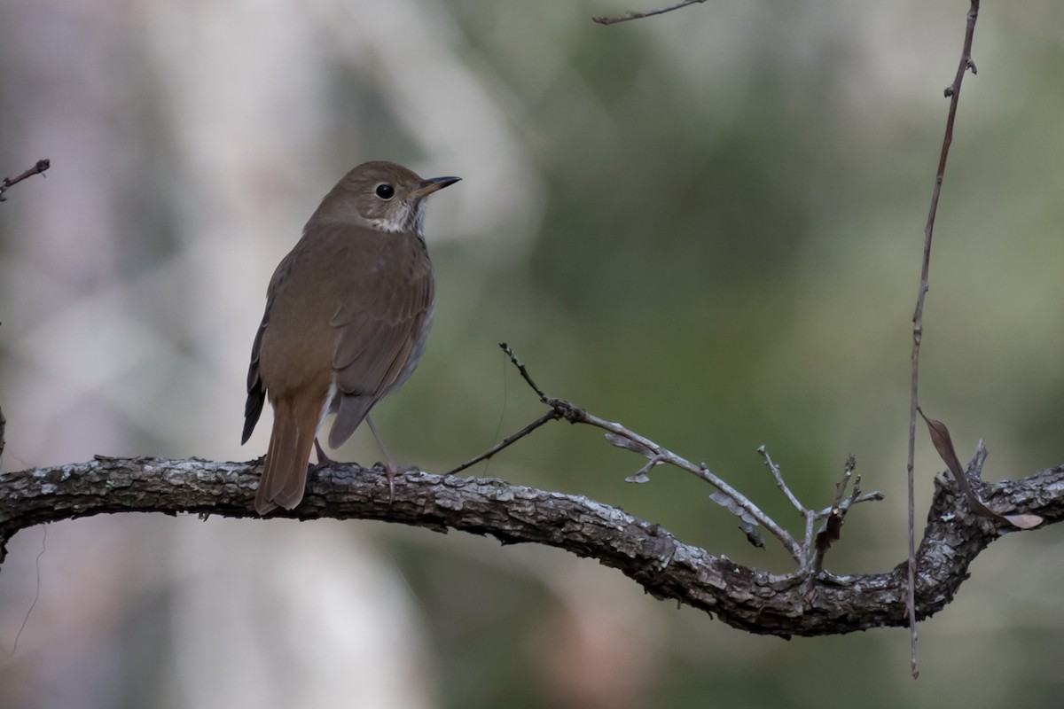 Hermit Thrush - ML529080801