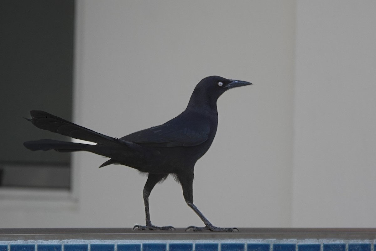 Great-tailed Grackle - ML529081051