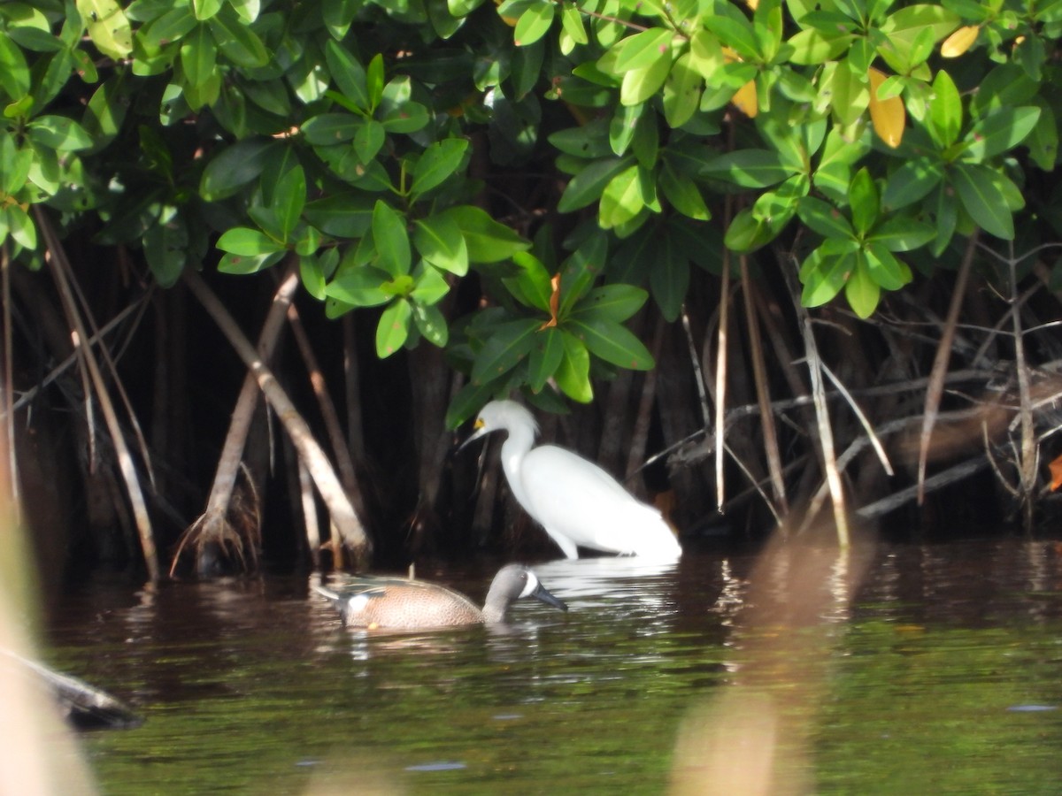 Snowy Egret - ML529081831