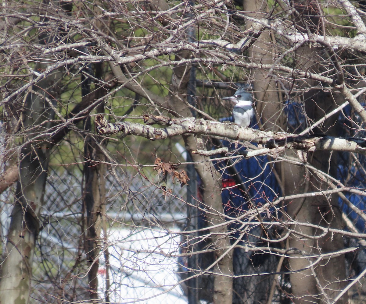 Belted Kingfisher - ML529082221
