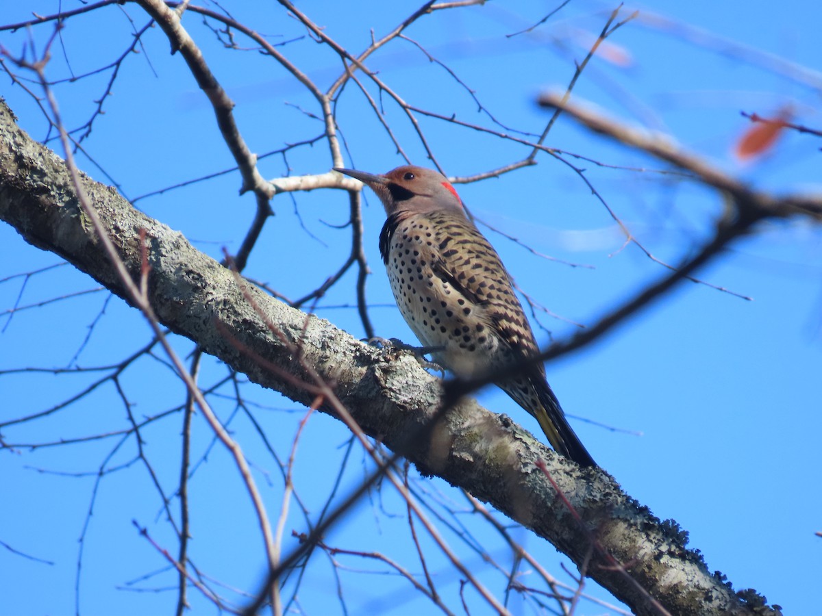 Northern Flicker - ML529082311