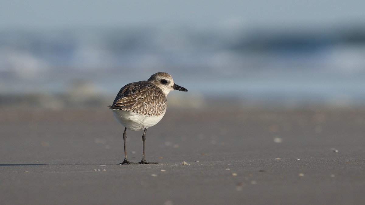 Black-bellied Plover - Shane Carroll