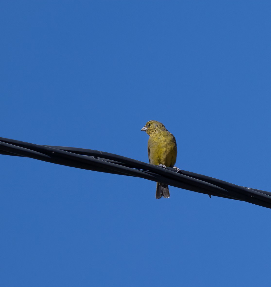 Greenish Yellow-Finch - ML529082491