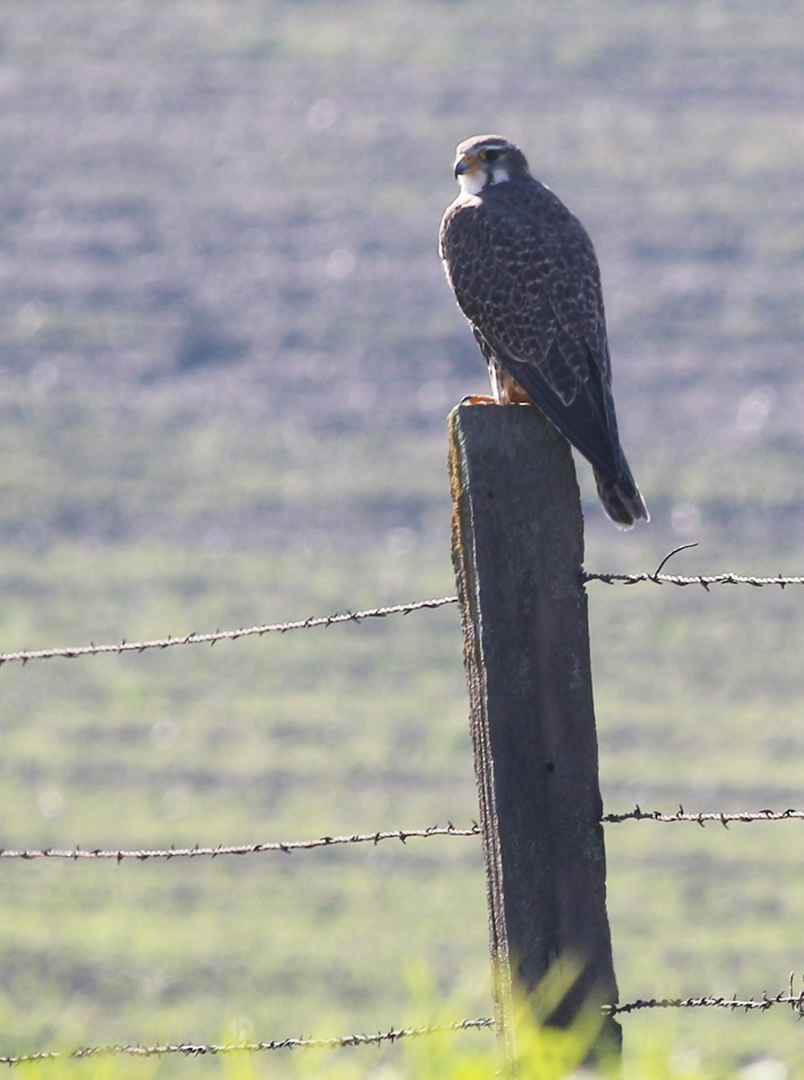 Prairie Falcon - ML529082501