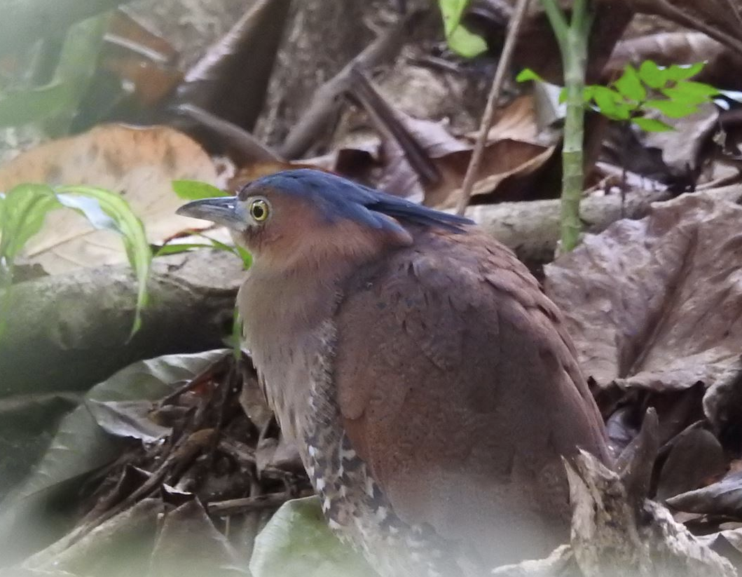 Malayan Night Heron - Eli Shupe