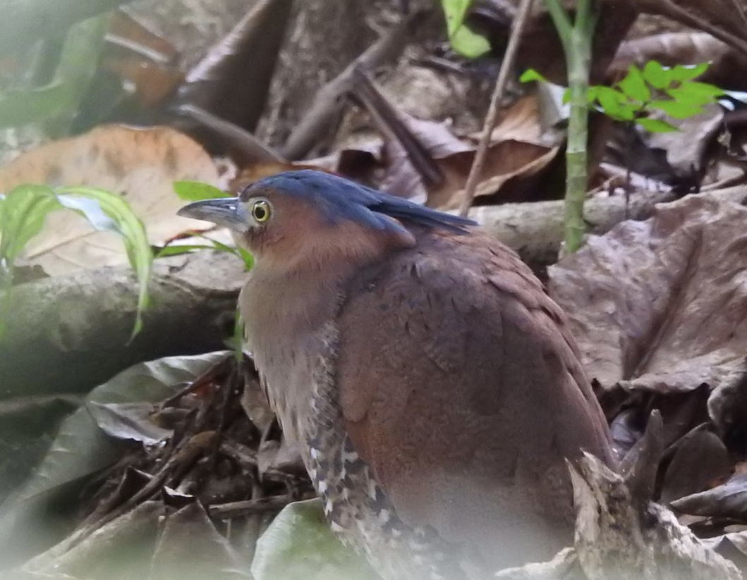 Malayan Night Heron - ML529082771