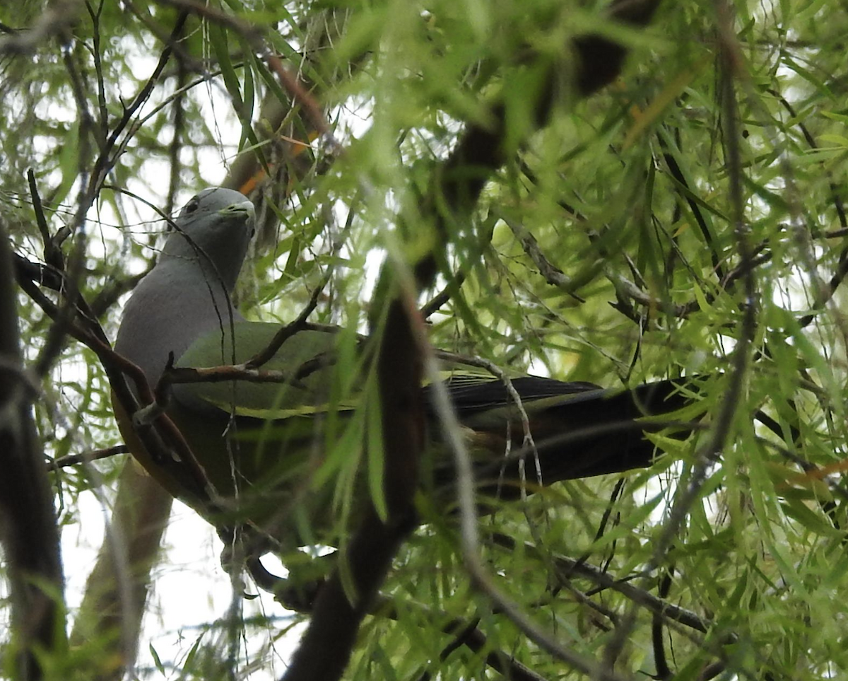 Pink-necked Green-Pigeon - ML529082791