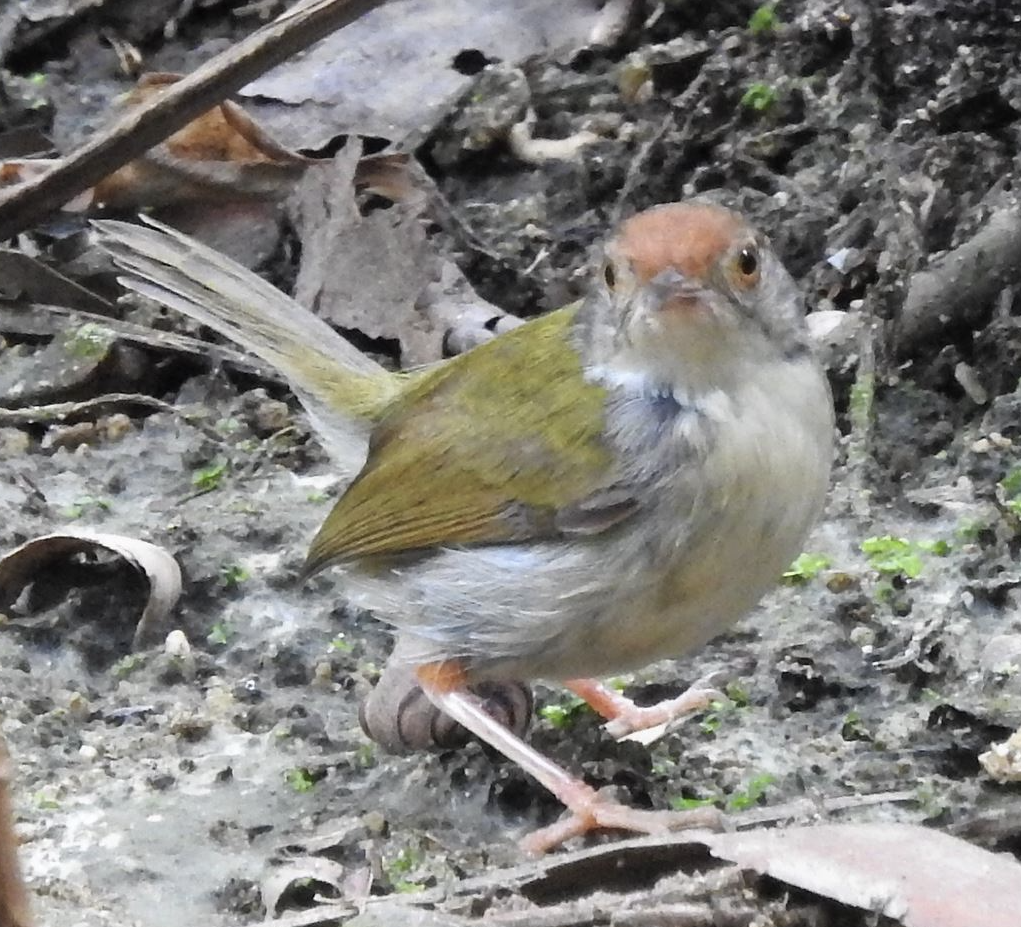 Rotstirn-Schneidervogel - ML529082801