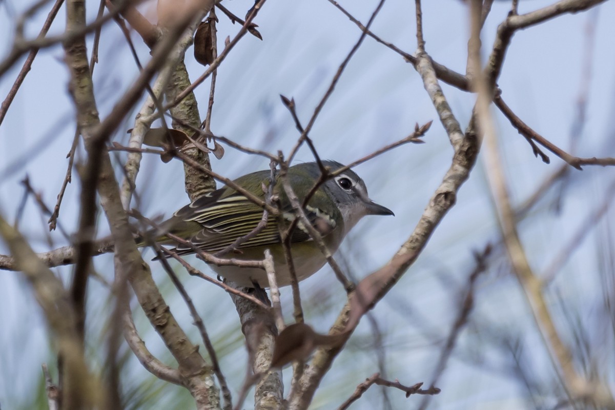 Vireo Solitario - ML529083031