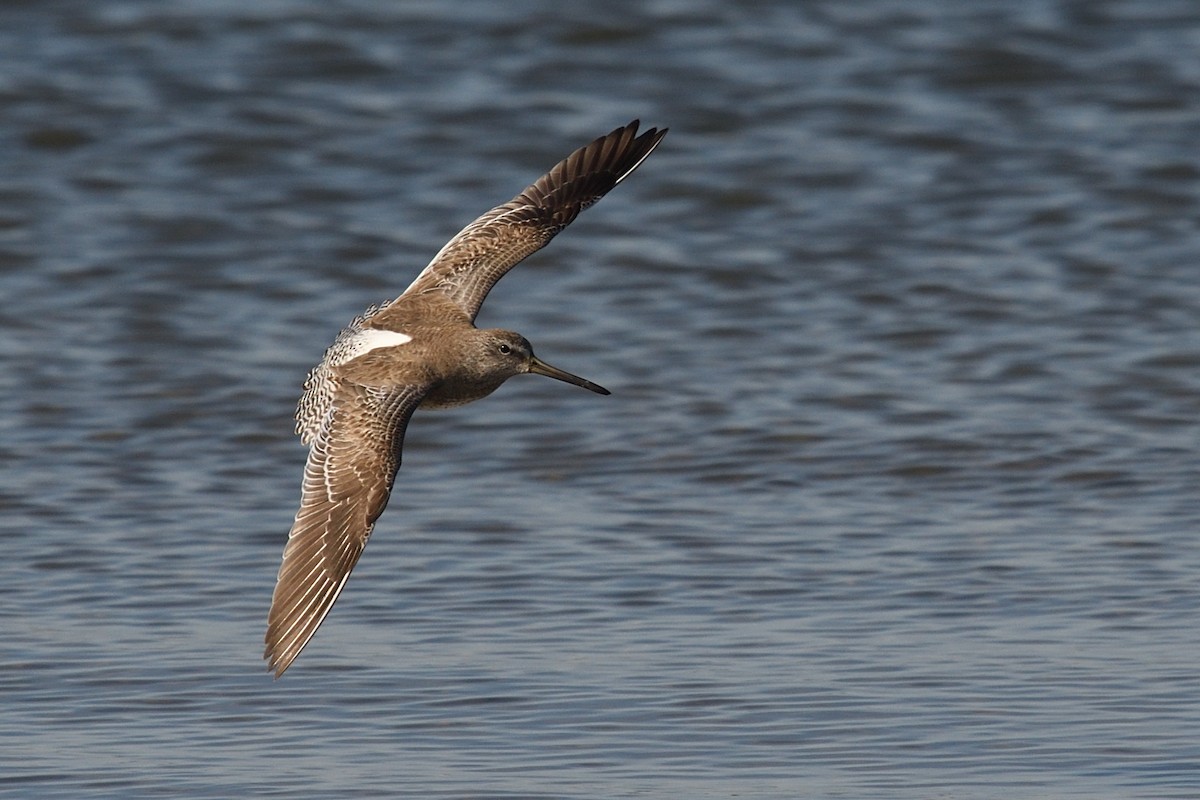 Short-billed Dowitcher - ML529083921