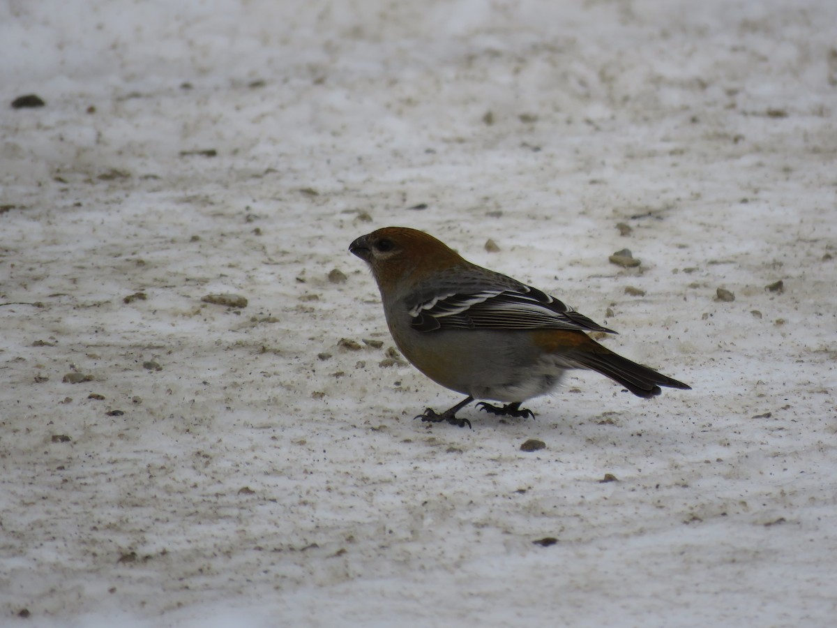 Pine Grosbeak - ML529084011