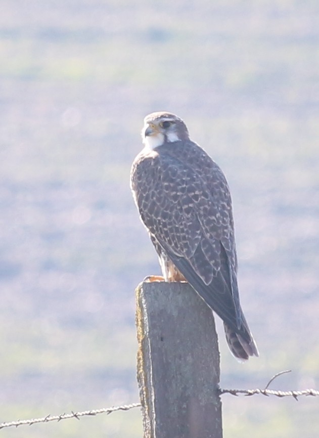 Prairie Falcon - ML529084141