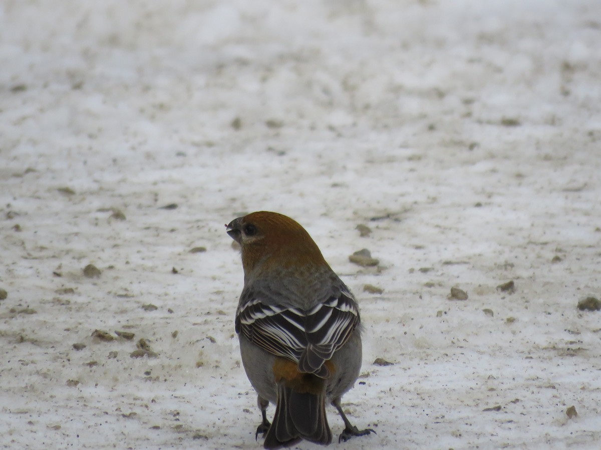 Pine Grosbeak - ML529085141