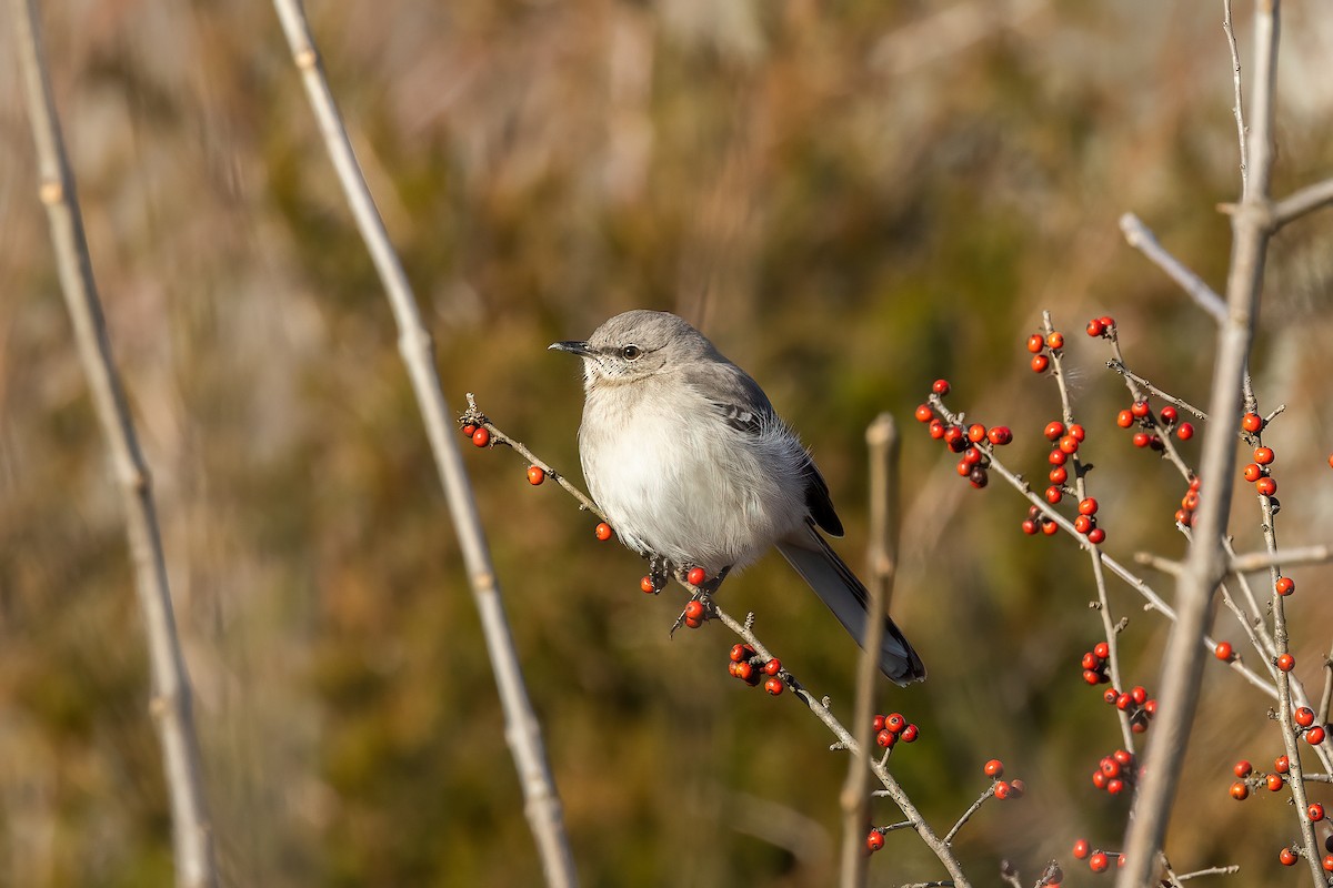 Northern Mockingbird - ML529085601